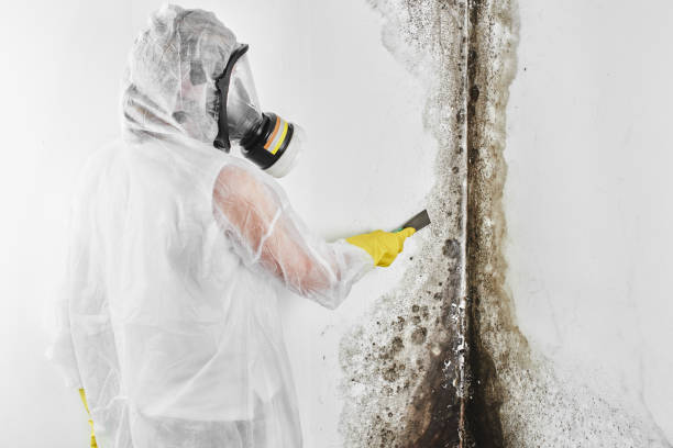 Home Mold Removal in Elmhurst, IL
