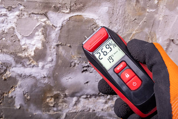 Professional Mold Removal in Elmhurst, IL